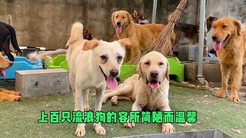 从第一只到一百多只，小伙倾尽所有养100条狗，让每只都重获新生