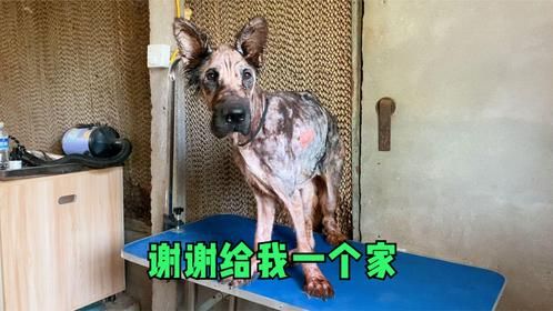 千疮百孔的狗狗小院，为了安全只能缝缝补补，看完感动又心酸