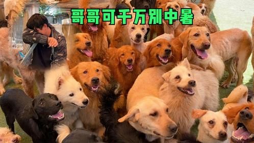 高温近40度的天气，给上百只狗狗驱虫，狗狗：哥哥可千万别中暑了