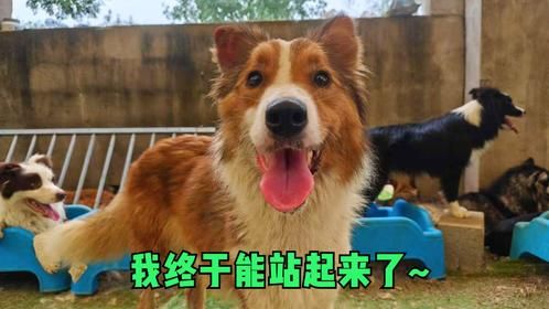 没人要的瘫痪狗狗，救下后全力医治，站立瞬间狗狗激动的笑了