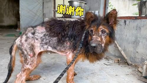 德牧也能流浪？只因生病被扔雨中瑟瑟发抖，毛发脱落尽显病态