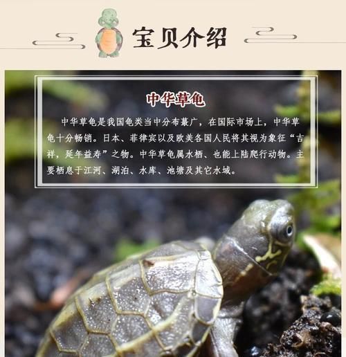 中华草龟的饲养方法（打造健康可爱的宠物龟生活）