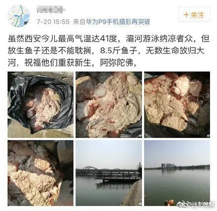 鱼籽放生,选活水环境,细心呵护。