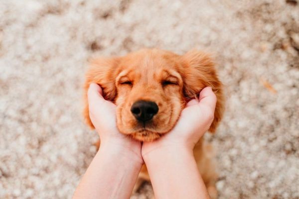 Consejos para mascotas en casa