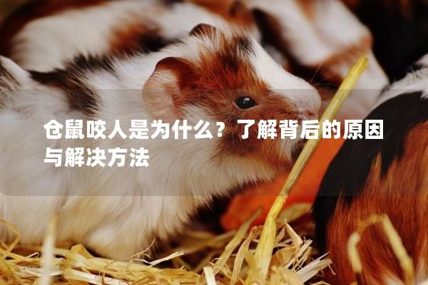 仓鼠咬人是为什么？了解背后的原因与解决方法