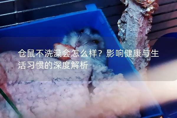 仓鼠不洗澡会怎么样？影响健康与生活习惯的深度解析