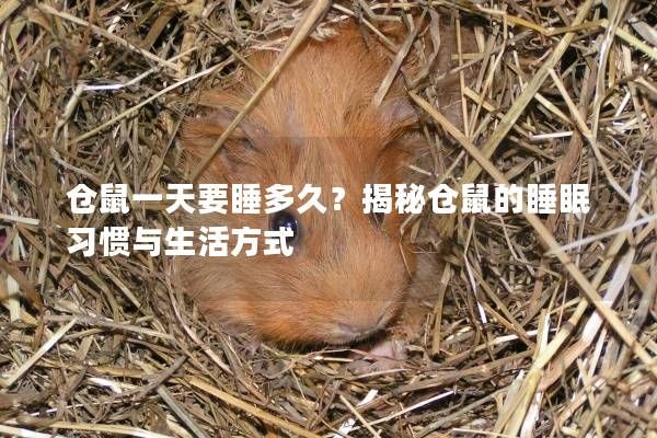 仓鼠一天要睡多久？揭秘仓鼠的睡眠习惯与生活方式