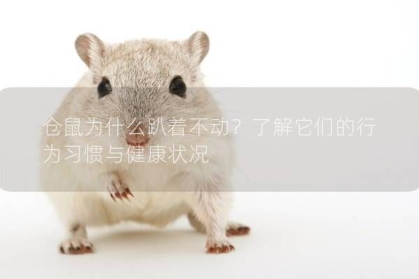 仓鼠为什么趴着不动？了解它们的行为习惯与健康状况