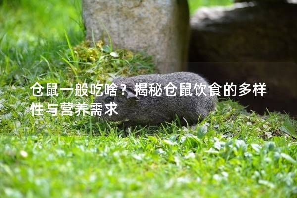 仓鼠一般吃啥？揭秘仓鼠饮食的多样性与营养需求