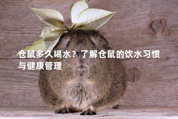 仓鼠多久喝水？了解仓鼠的饮水习惯与健康管理