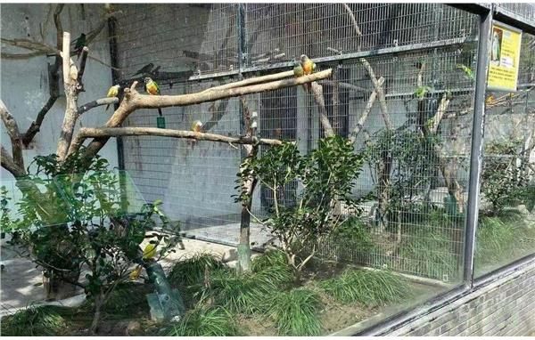 为动物装修家鹦鹉笼舍完成环境丰容