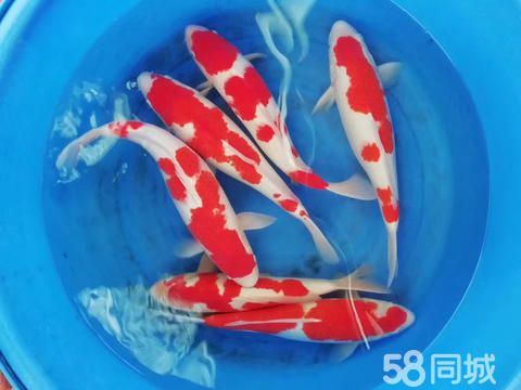 凯聚淡水鱼苗养殖批发·出售各种淡水鱼苗 观赏鱼 放生鱼 多种鱼苗 四大家鱼