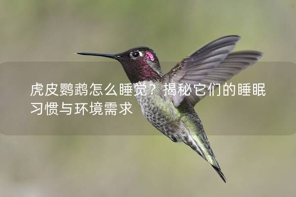 虎皮鹦鹉怎么睡觉？揭秘它们的睡眠习惯与环境需求