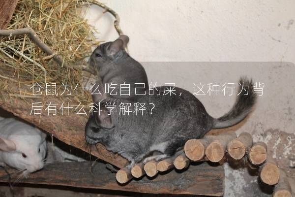 仓鼠为什么吃自己的屎，这种行为背后有什么科学解释？