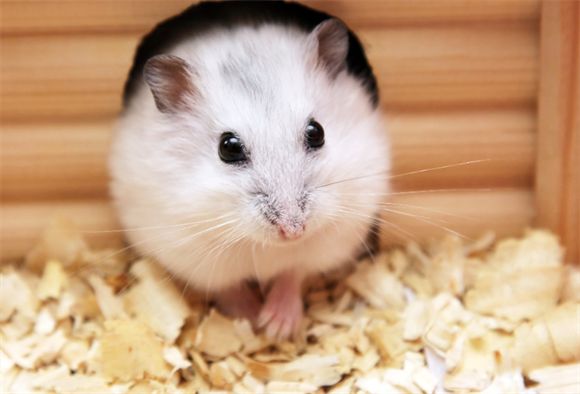 仓鼠怀孕有什么特征？体型变化、行为异常、护理要点全解析