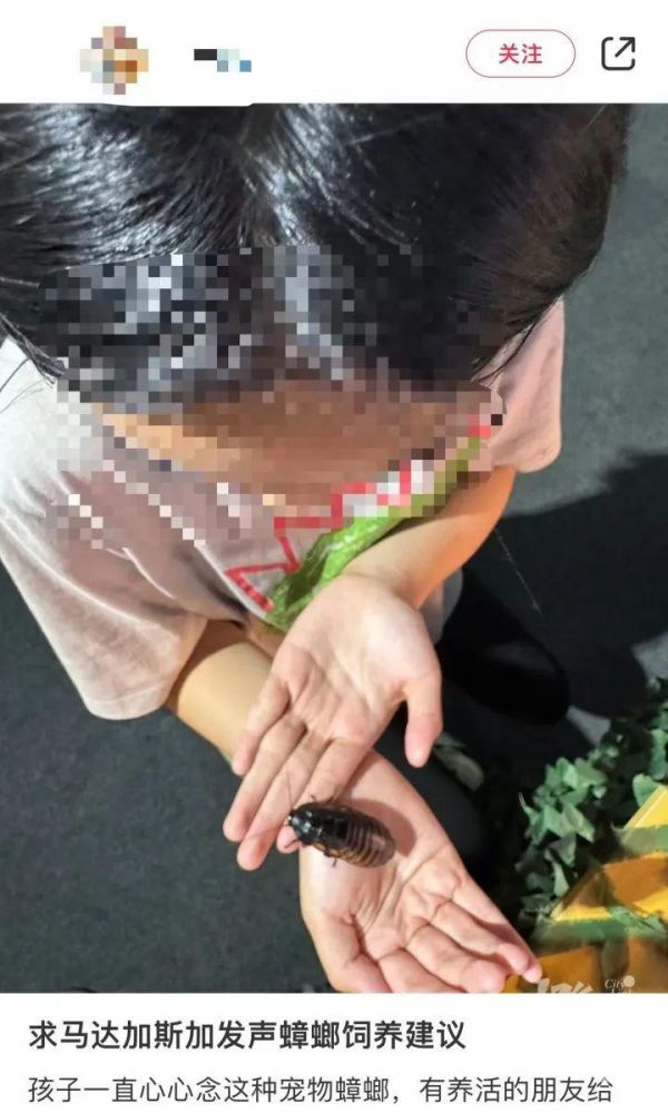 男子误杀邻居宠物螳螂赔偿400元