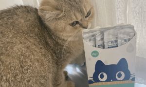 猫咪拉出毛球是好事吗? 喵趣告诉你答案~