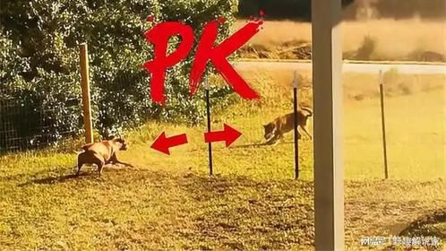 凶狠比特犬遇到郊狼，是不是郊狼的对手呢？比特犬竟比狼还猛