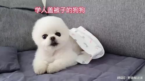 狗狗总是学人盖被子睡觉，当主人把它吵醒后，狗狗的反应笑死人了
