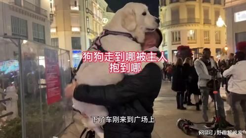 狗狗总把自己当宝宝，无论走到哪里都要主人抱着，笑得人肚子疼！
