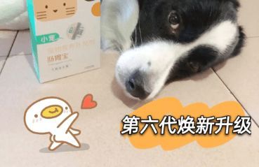 宠物肠：如何为宠物选择最佳肠道保健产品？国内十大宠物肠道保健产品排行榜