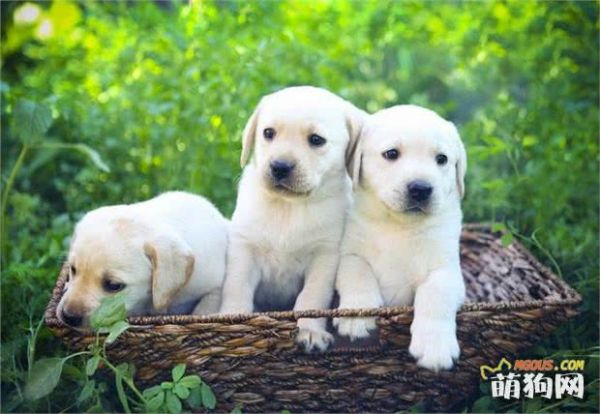 幼犬狗狗补钙大全，铲屎官必备
