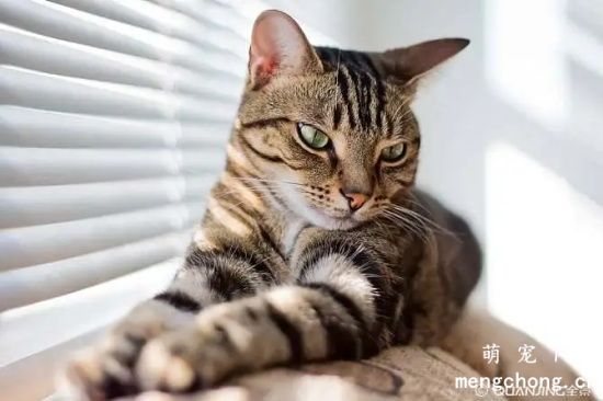 宠物猫缺少钙磷缺怎么办？