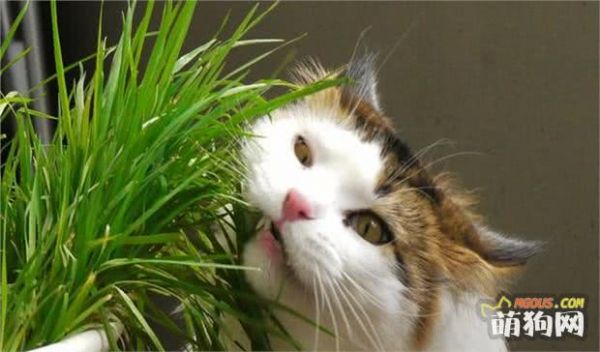 贫困山村为宠物种草，优质草料大受欢迎，田间野草带村民脱贫！