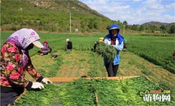 贫困山村为宠物种草，优质草料大受欢迎，田间野草带村民脱贫！