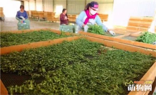 贫困山村为宠物种草，优质草料大受欢迎，田间野草带村民脱贫！