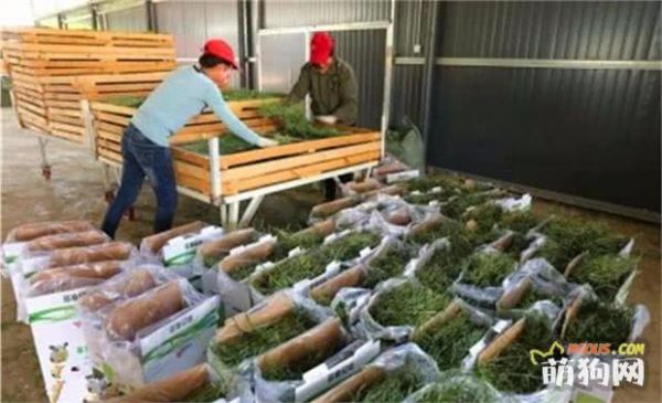 贫困山村为宠物种草，优质草料大受欢迎，田间野草带村民脱贫！