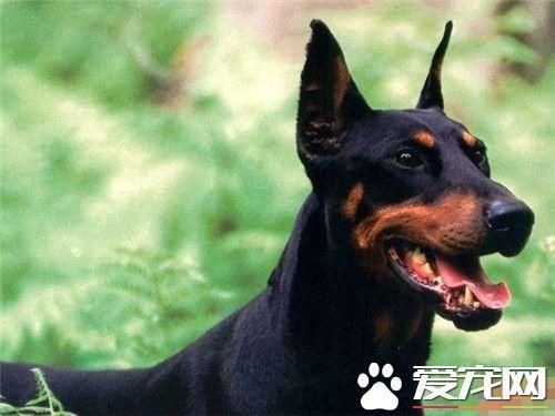 杜宾犬吃多少 杜宾犬的食量及喂养方法
