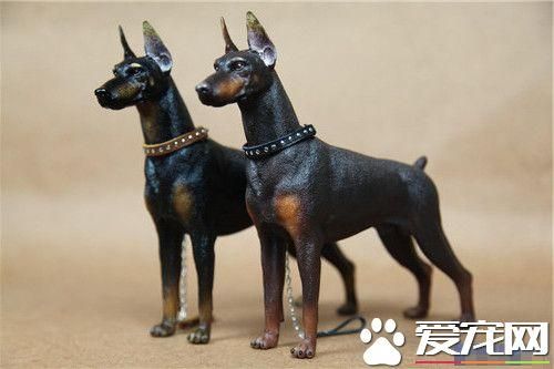 杜宾犬吃多少 杜宾犬的食量及喂养方法