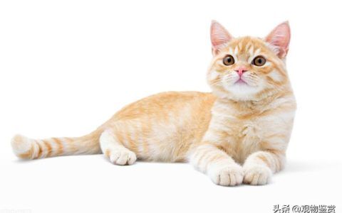 猫卖给宠物店会收吗（猫不养了怎么送出去）
