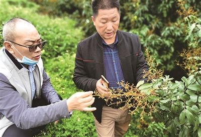 世界上最大的姜饼屋，高约6.4米面积234平方米