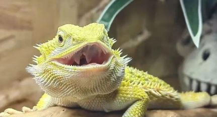 鬃狮蜥的全面饲养指南：从选择到日常照护