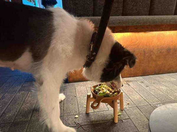 悄然兴起的“宠物友好餐厅”:经济与情感的“双向奔赴”