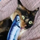 #草狐狐舔猫腚#