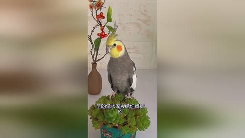 抖音宠物