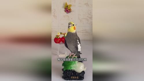 会唱歌的鸟