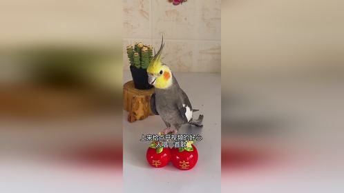 神奇动物在抖音