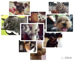 “萌宠大赛晋级名单大揭晓!”