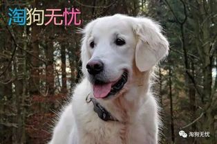“海钓大赛宠物版,萌宠钓技大比拼!”