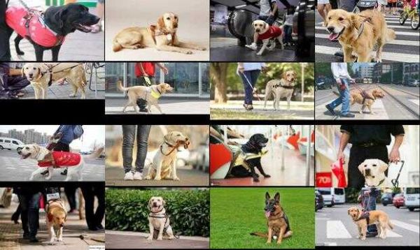 适合导盲犬种类