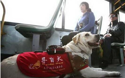 导盲犬是什么品种的狗狗？主要有这3种