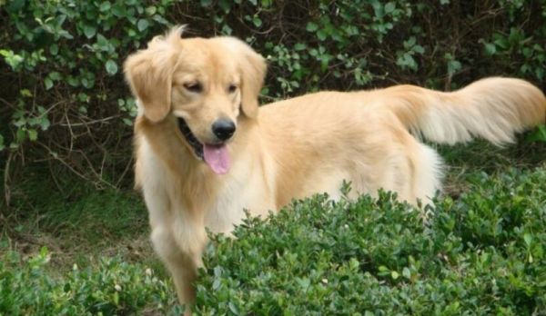 导盲犬是什么品种的狗狗？主要有这3种