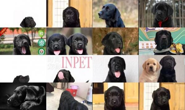 导盲犬品种黑色
