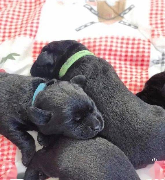 哪几种狗可以成为导盲犬??