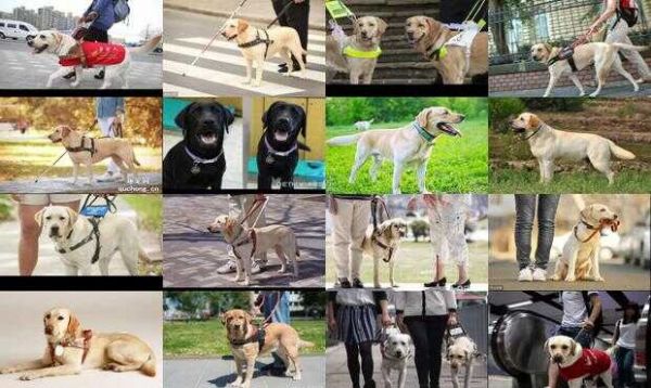 导盲犬价格什么品种