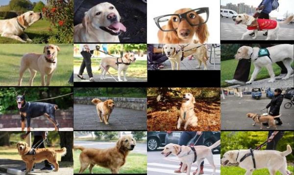 什么狗是导盲犬